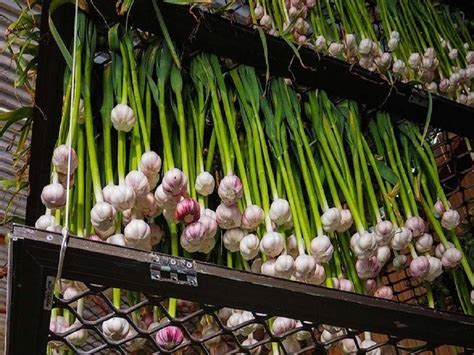 Hydroponic Garlic Farming: Benefits, Requirements, Procedure, Pest Control and Much More