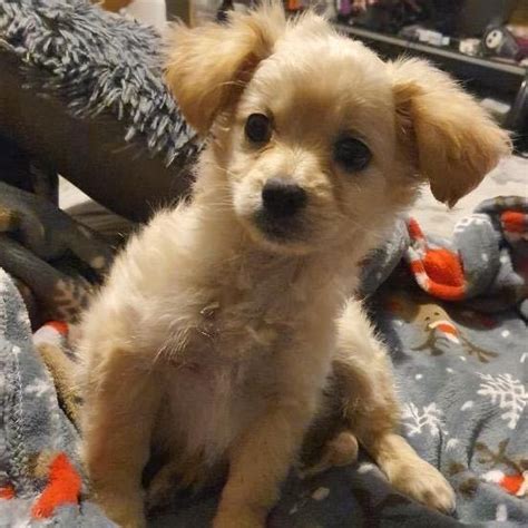 Dog for adoption - Aries , a Maltese & Maltipoo Mix in Los Angeles, CA | Petfinder