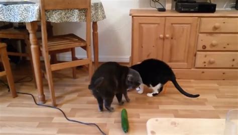 Scaring Cats With Cucumbers Is NOT Okay - CatTime