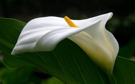 Calla Lily HD Wallpaper | Background Image | 2560x1600 | ID:338221 ...