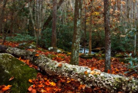 Brushy Mountain Hiking Trail - Smoky Mountains Things To Do