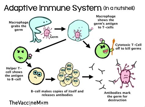 b cell – The Vaccine Mom