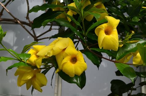 Allamanda cathartica Golden Trumpet | Garden Center Marketing