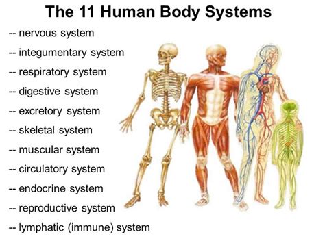 The link to the Pin will give plenty of information about each body system and how it works and ...