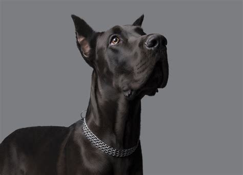 Zeus- The Great Dane - The talest living dog in the world.