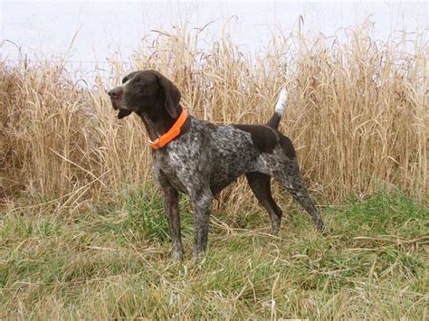 German Shorthaired Pointer Info, Temperament, Life Span, Puppies and ...