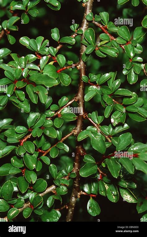 Rockspray Cotoneaster (Cotoneaster microphyllus), branch Stock Photo - Alamy