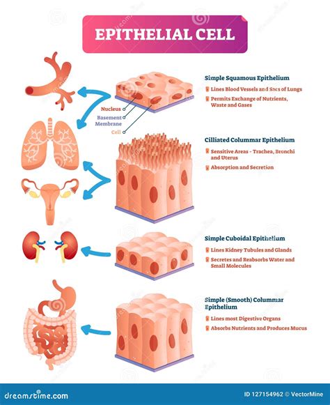 [DIAGRAM] Microscope Epithelial Cell Diagram - MYDIAGRAM.ONLINE