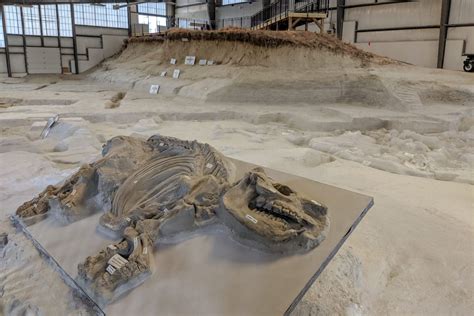 The Tragic End of Nebraska’s Ancient Serengeti: Pompeii of the Plains ...