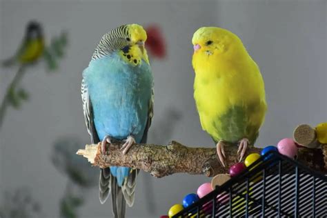 13 Types of Budgies (Parakeets) - Bird Feeder Hub