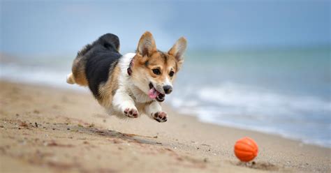 10 Fun Facts About Corgis, the Pint Size Dog Full of Energy