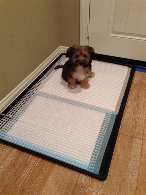 DIY dog toilet potty tray/pan; prevents pee from puddling on the paper and soiling the dog's ...