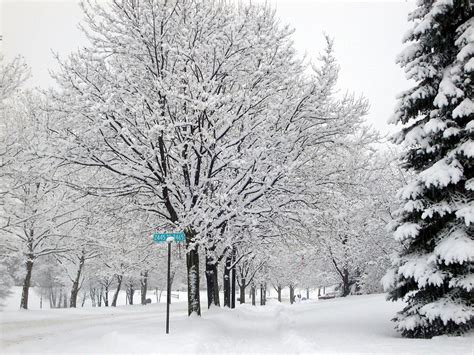 Ann Arbor, MI : A tree lined street in winter photo, picture, image ...