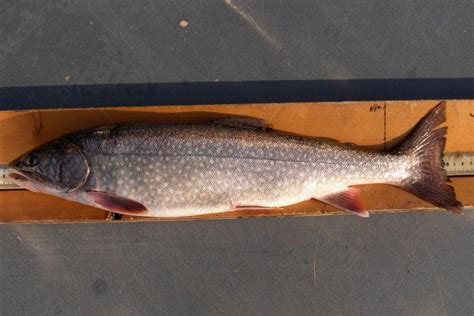 DNR asks anglers to report marked splake caught on Lake Superior ...