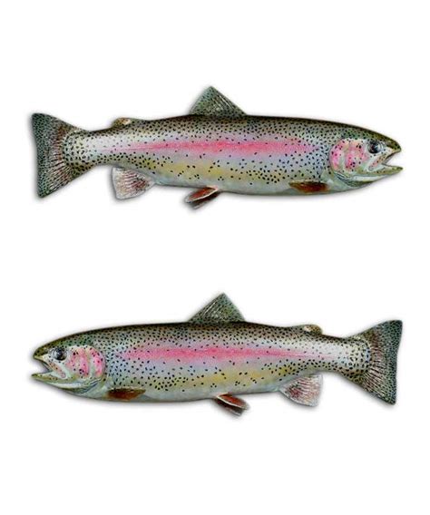 Rainbow Trout Drawing at GetDrawings | Free download