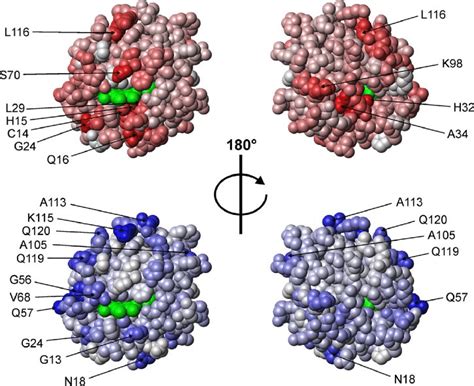 Cytochrome c 552 structure (PDB ID code 1DT1) color-coded according to ...