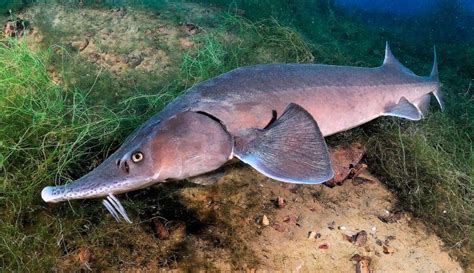 Los peces más grandes del mundo | Esturión beluga, Cetaceos, Caviar