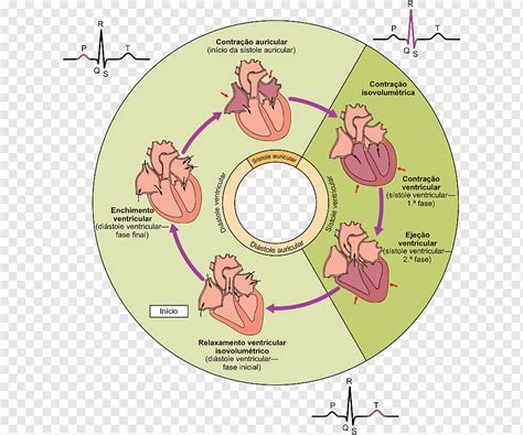 Cardiac Cycle Animation