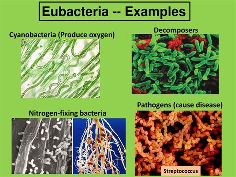 Eubacteria Examples