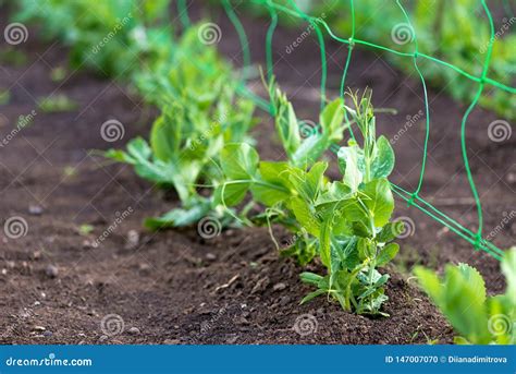 Young Organic Pea Plants in the Garden Creeping through a Grid Stock Photo - Image of creeping ...