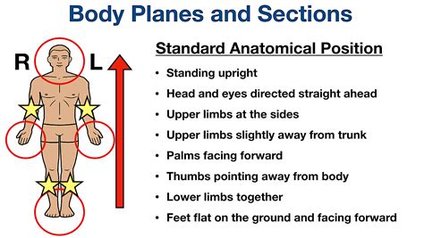 Body Planes and Sections: Anatomical Position, Directional Term ...