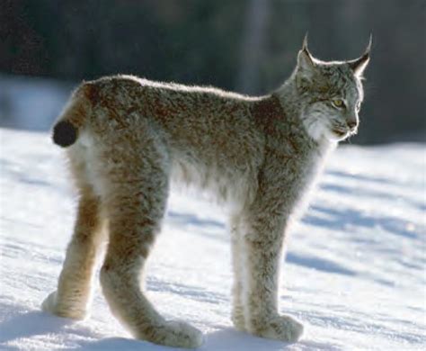 Animal Facts: Canada Lynx | Canadian Geographic