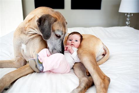 How to Train Your Dog to Accept a New Baby