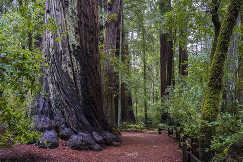 The Redwood Nature Trail