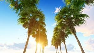 Free Stock Video Row Of Palm Trees On The Hawaii Beach Live Wallpaper ...