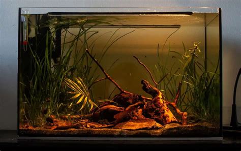 Blackwater Aquarium Guide: Setting Up Your Own Blackwater Biotope - VIVOFISH