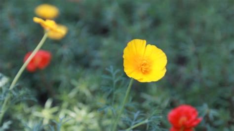 Beautiful Wildflowers Ukraine, Stock Footage | VideoHive