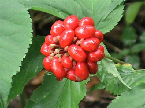 Ginseng Seed 1/2 lb - Colwell's Ginseng | Pennsylvania Ginseng Grower