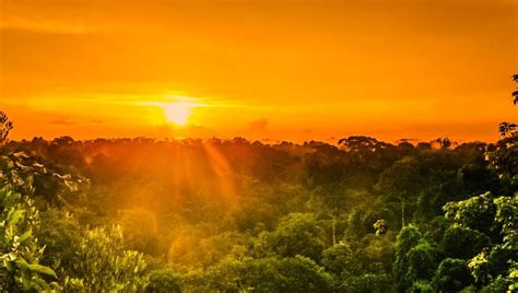 Most Of The Amazon Rainforest Is Nearing Catastrophic Collapse | IFLScience