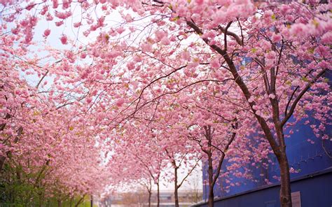 Cherry Blossom Tree Wallpapers Group (75+)