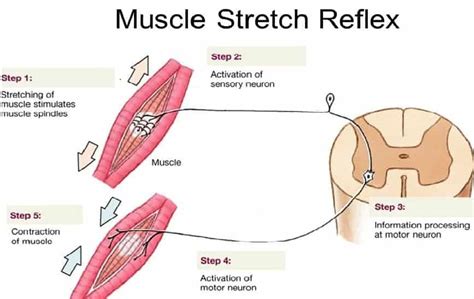 STRETCH REFLEX - New