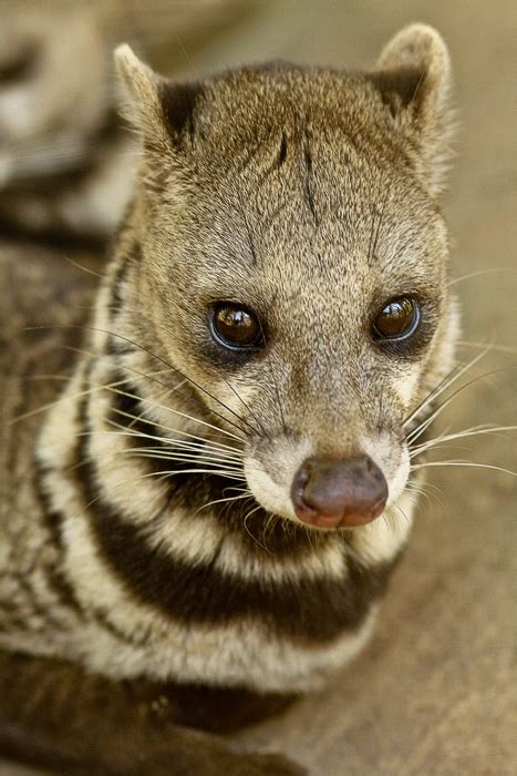 Civet Cat by diegopoo on DeviantArt