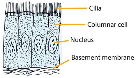 Ciliated Epithelium Labeled