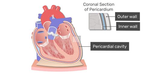 Pericardial Cavity