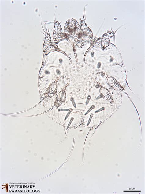 Sarcoptes sp. Mites - MONSTER HUNTER'S GUIDE TO: VETERINARY PARASITOLOGY