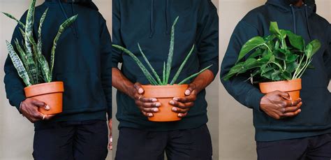 8 Black-Owned Online Plant Stores to Support