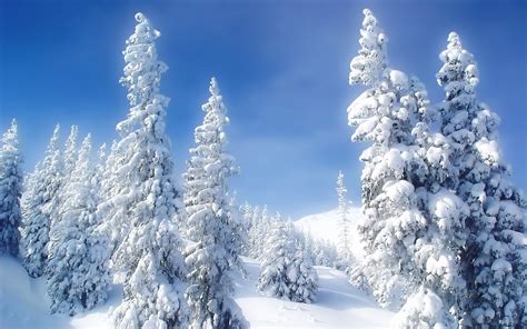 snow on trees-beautiful winter landscape wallpaper Preview | 10wallpaper.com