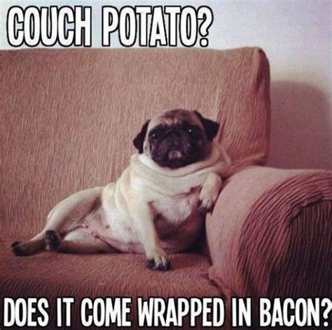 101 Lovable Pug Memes That Are Too Puggin' Cute