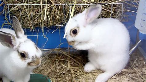 Two white rabbits 1275871 Stock Video at Vecteezy