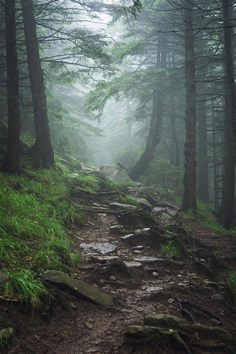 Path In Foggy Forest by Anton Violin