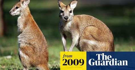 TIL that wallabies, high on opium are responsible for creating crop circles in Tasmania. : r ...