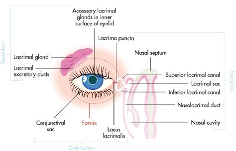 The lacrimal apparatus