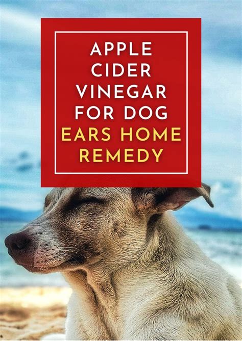 Apply Apple Cider Vinegar To Your Dog’s Ear The Second You Notice Any Of These Signs Of ...