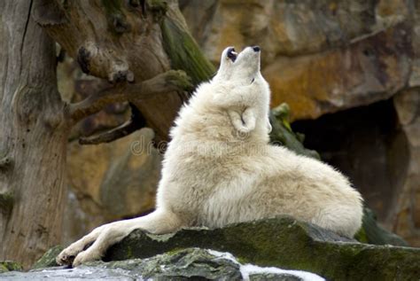 Howling wolf stock photo. Image of wild, howl, white, mountain - 1976330