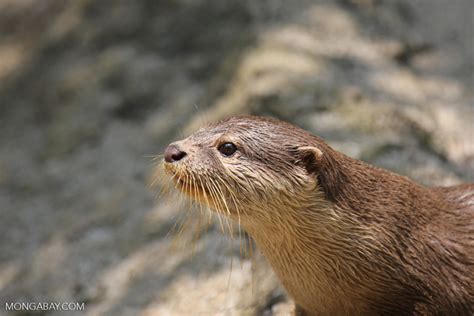 There are 13 species of otters – Mongabay Kids