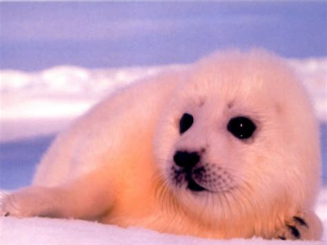 🔥 [70+] Baby Seal Wallpapers | WallpaperSafari